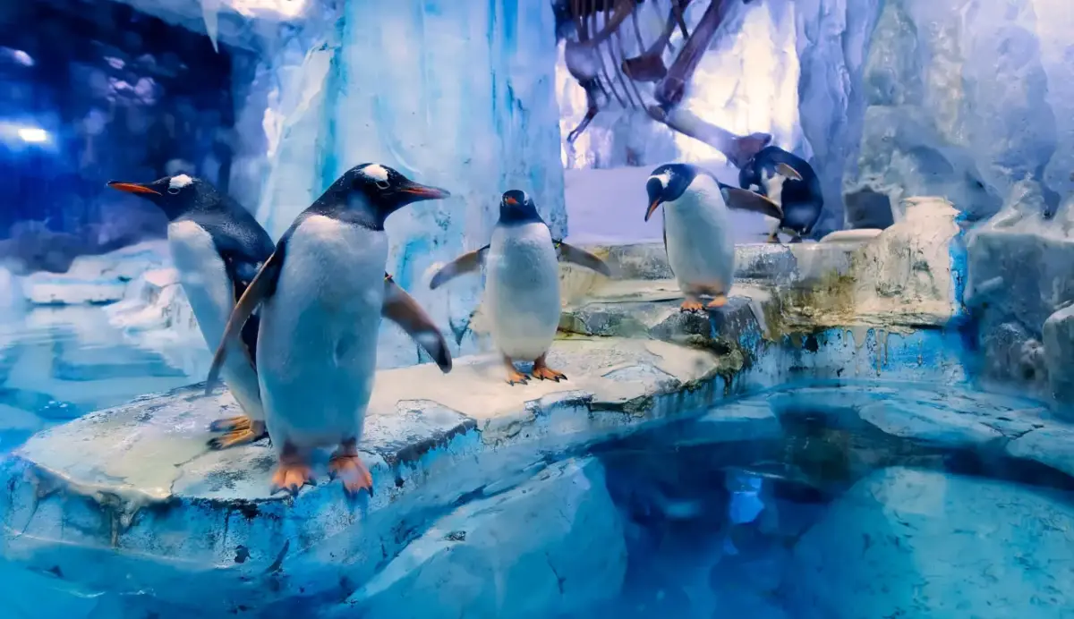 Oras ng pagbisita at pinakamainam na oras ng pagpunta sa aquarium